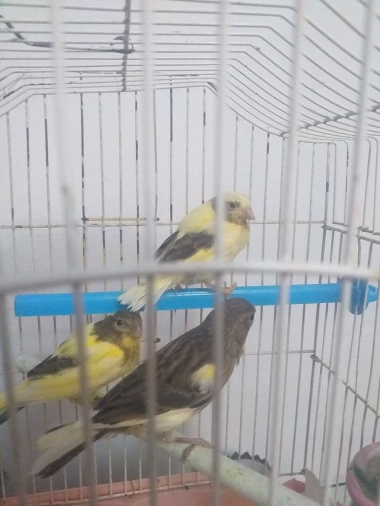 Канарейки поющие — 1