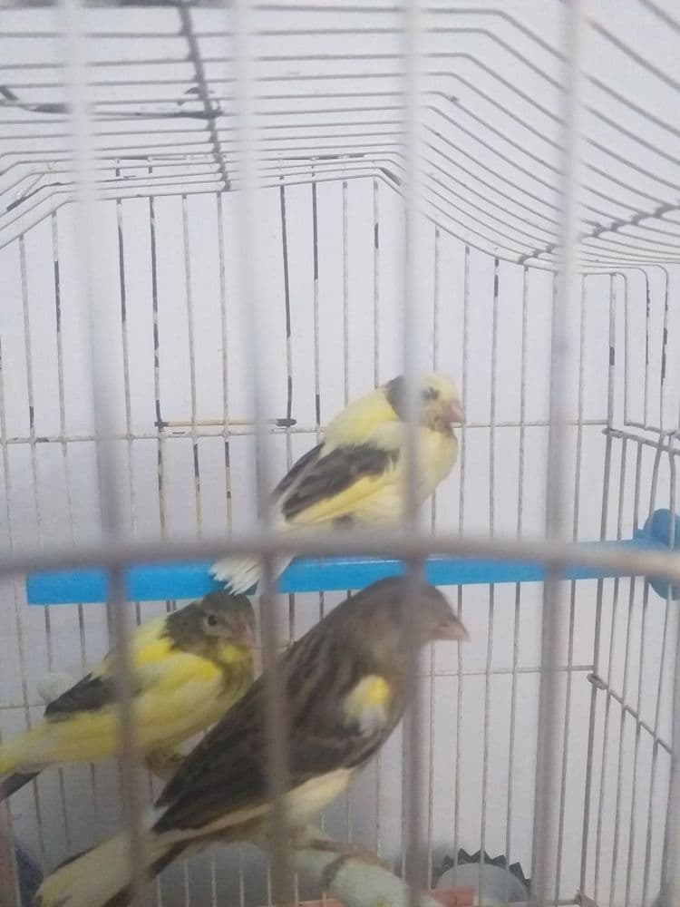 Канарейки поющие — 2