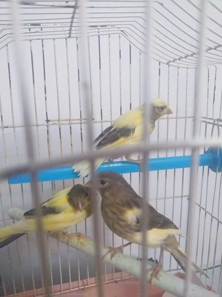 Канарейки поющие — 3