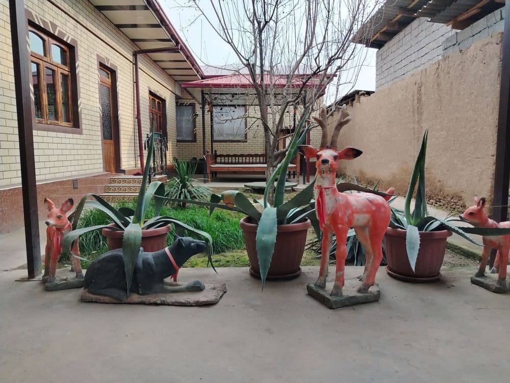 Kotta Agavalar sotiladi — 1