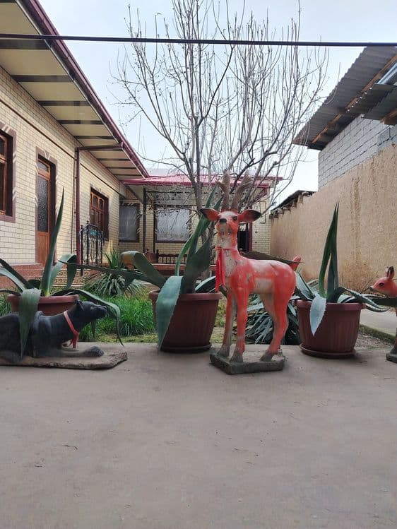 Kotta Agavalar sotiladi — 7