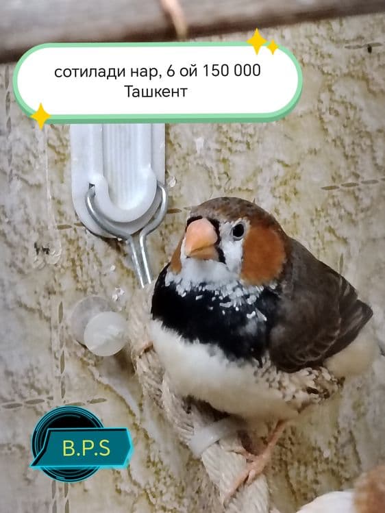 Зебровые амадины — 5