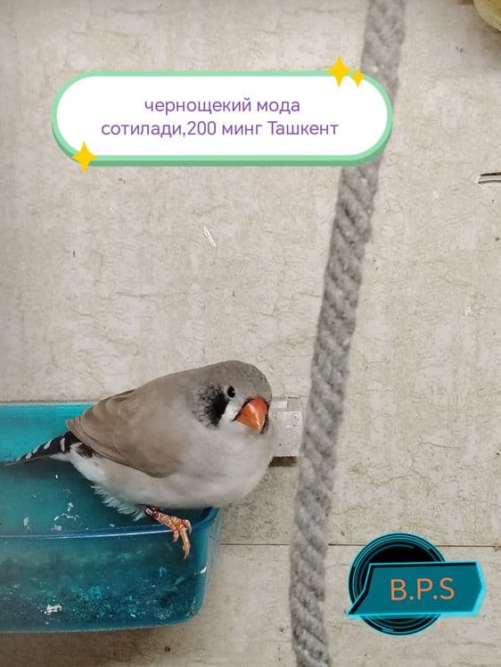 Зебровые амадины — 7