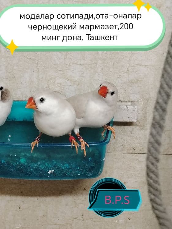 Зебровые амадины — 8