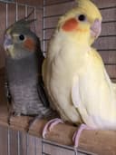 Выкормыши кареллы