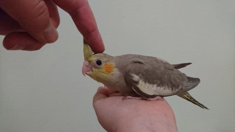 Выкормыши кареллы — 5