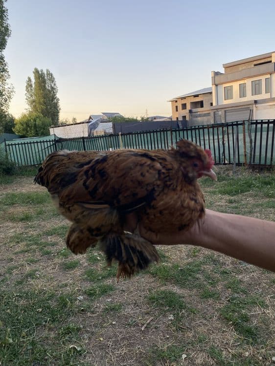 Yapon damashni horoz tovuqla sotiladi — 2