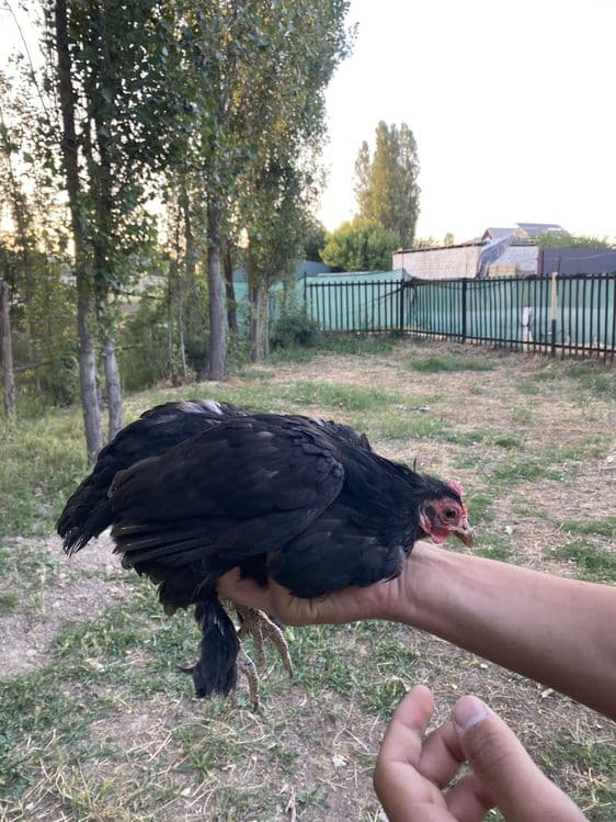 Yapon damashni horoz tovuqla sotiladi — 3