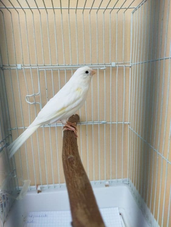 Канарейка Kanareyka — 1