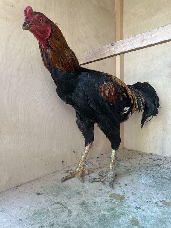 Horoz sotiladi soglom yoshga tolgan — 7