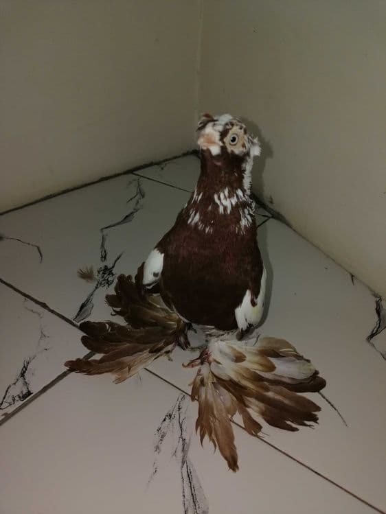Галубка ей год из под чины напродажу — 5
