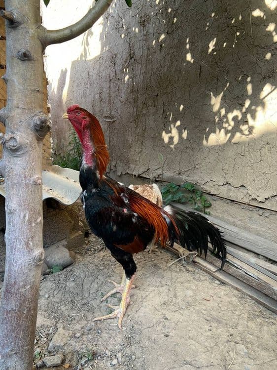 Xoʻroz va tovuq sotiladi — 2