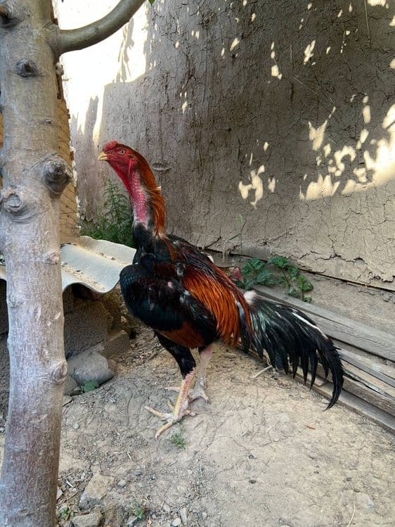 Xoʻroz va tovuq sotiladi — 5