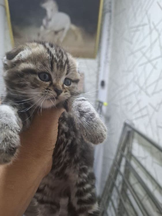 Продаются шотладские вислоухие котята — 9