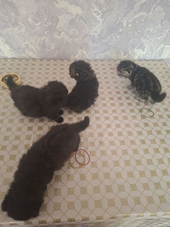 Продаются шотладские вислоухие котята — 12