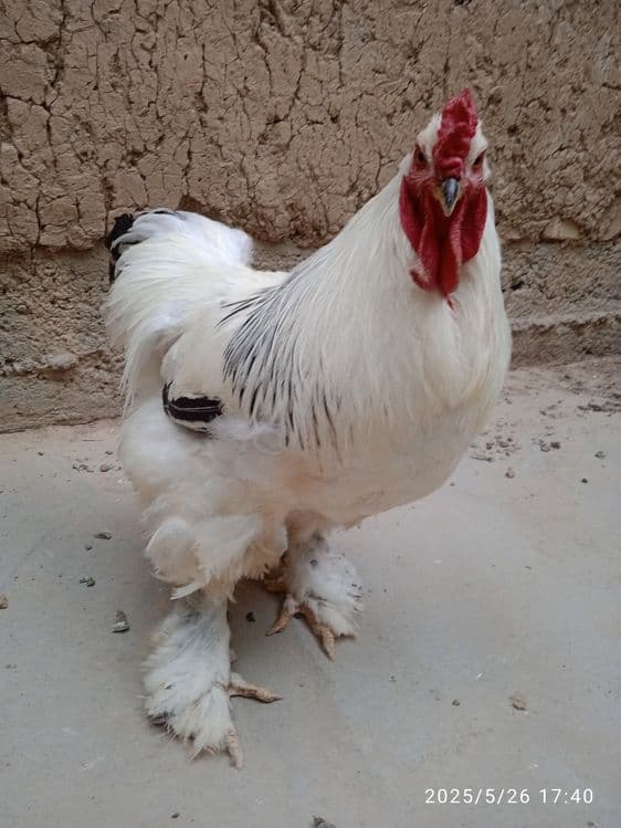 4 ta brama tovuq xorozlar sotiladi 1yosh tuhumda — 1