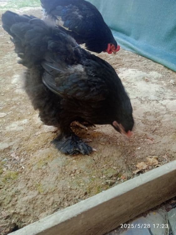 4 ta brama tovuq xorozlar sotiladi 1yosh tuhumda — 3