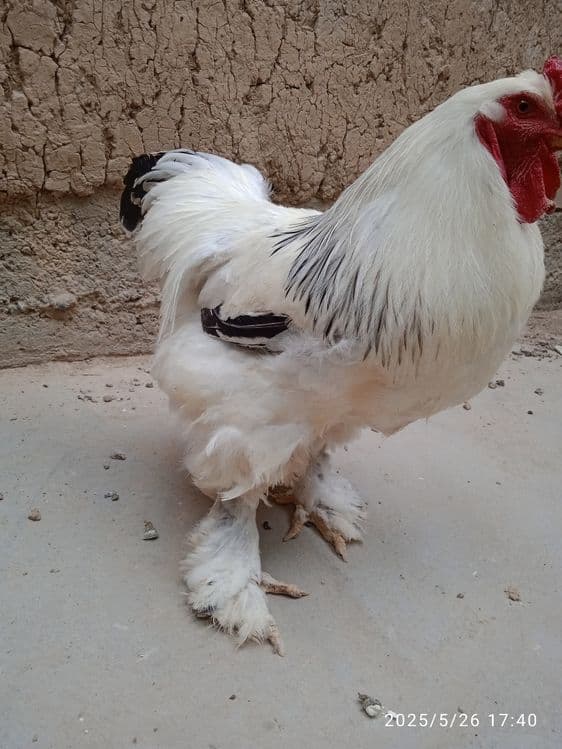 4 ta brama tovuq xorozlar sotiladi 1yosh tuhumda — 4