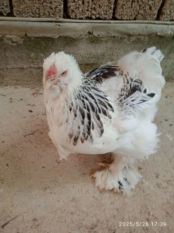 4 ta brama tovuq xorozlar sotiladi 1yosh tuhumda — 5