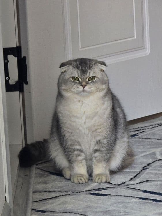 Sotiladi shotlanskaya vislouxiy toza qon — 2