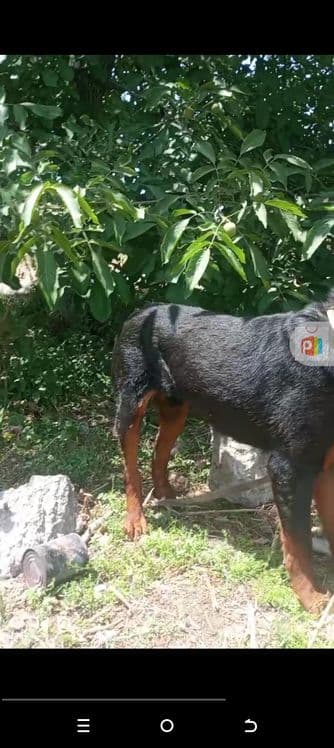 Rodfeller zoti tozza — 3