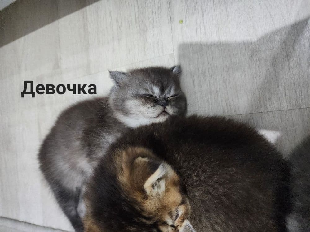 Продаётся милые котята — 5