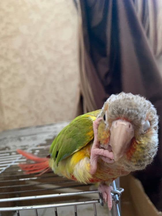 Perura sotiladi 1 yow ruchnoy qush odammi yaxshi koradi — 8
