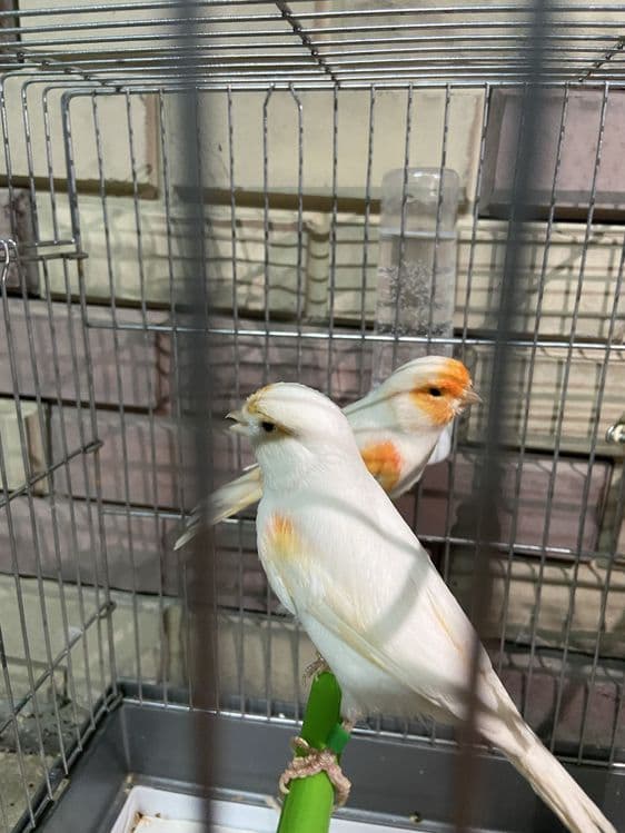 qizil mazayka toza qon iwlgan para 25yil — 3