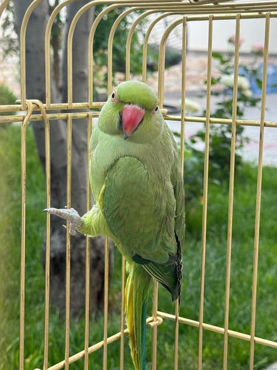 Красивый ожереловый попугай — 5