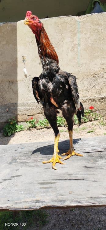 Dakan xuroz vetnam — 5