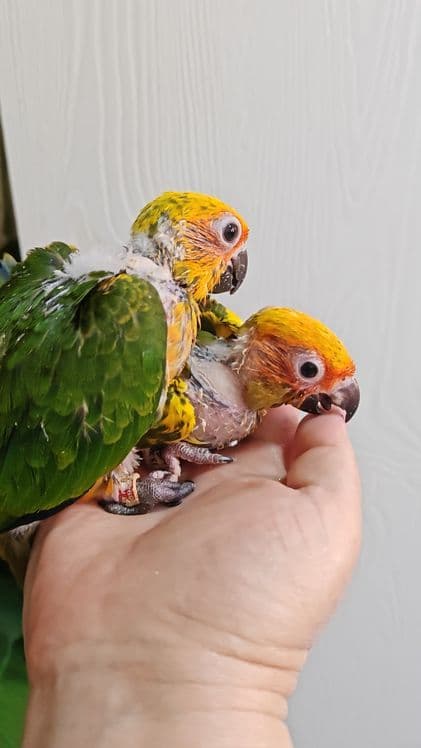 Продаются птенцы Солнечной Аратинги. — 16