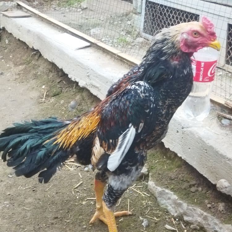 Dakan xoroz sotilad toshkent — 3