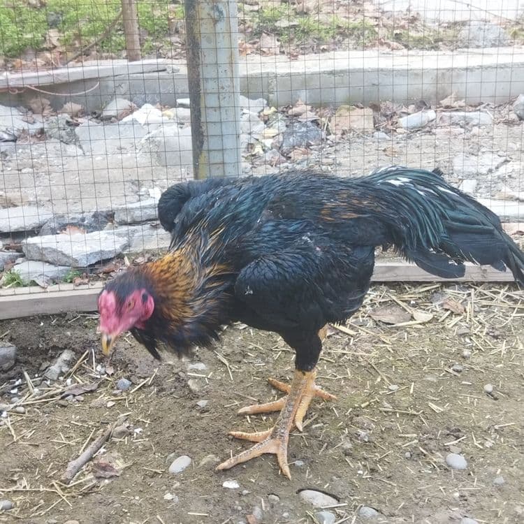 Dakan xoroz sotilad toshkent — 4