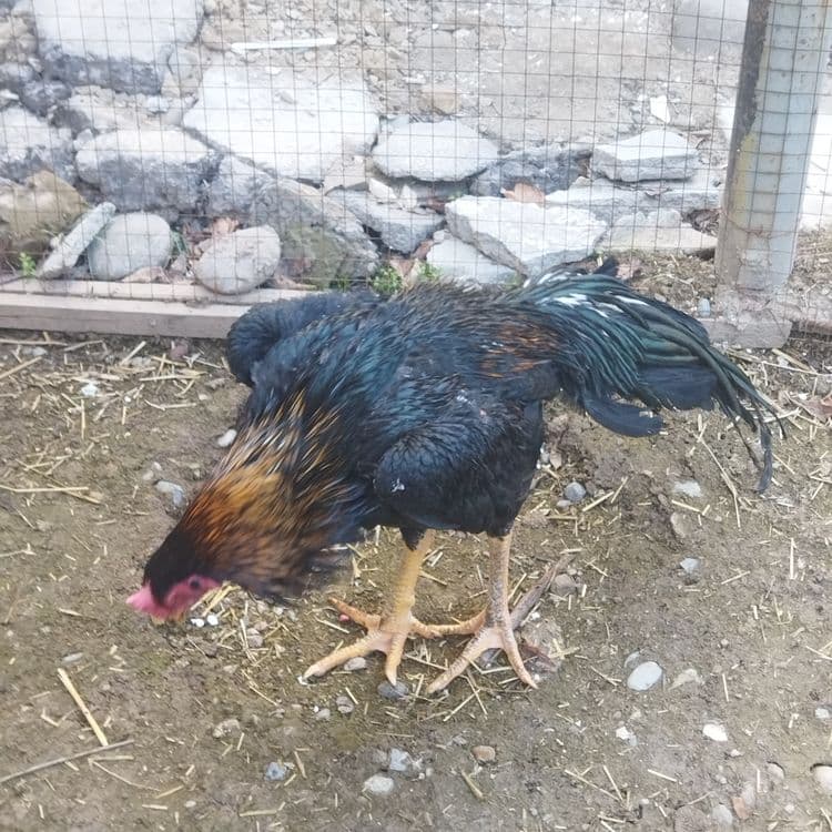 Dakan xoroz sotilad toshkent — 5