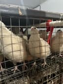 Бедана бизнес сотилади/ перепелиный бизнес.  Ташкент