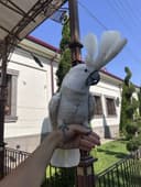 Бело хохлый Какаду сотилади.