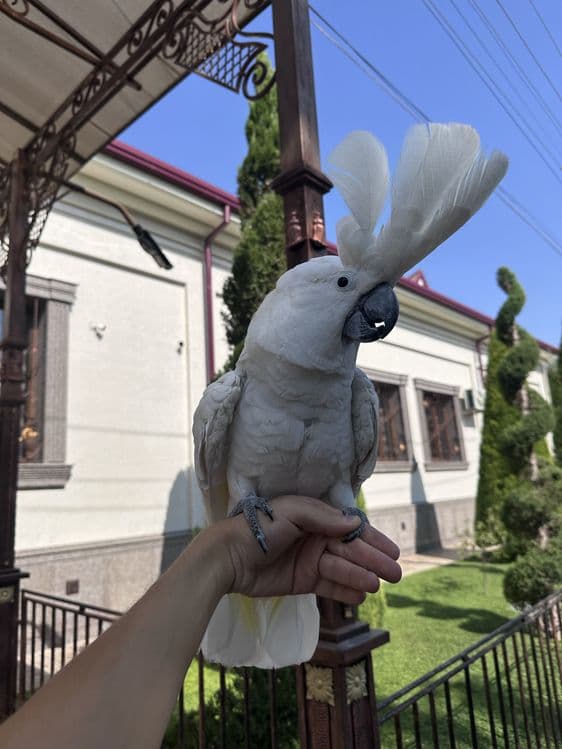 Бело хохлый Какаду сотилади. — 1