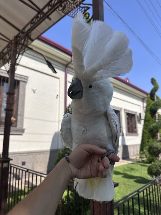 Бело хохлый Какаду сотилади. — 2