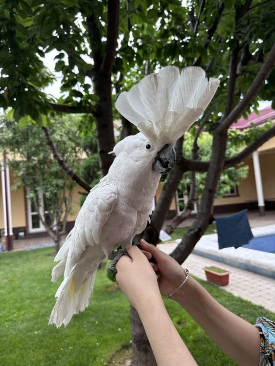 Бело хохлый Какаду сотилади. — 3