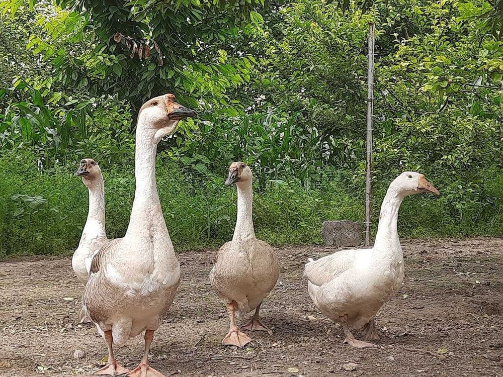 G`ozlar sotiladi 4 dona — 1