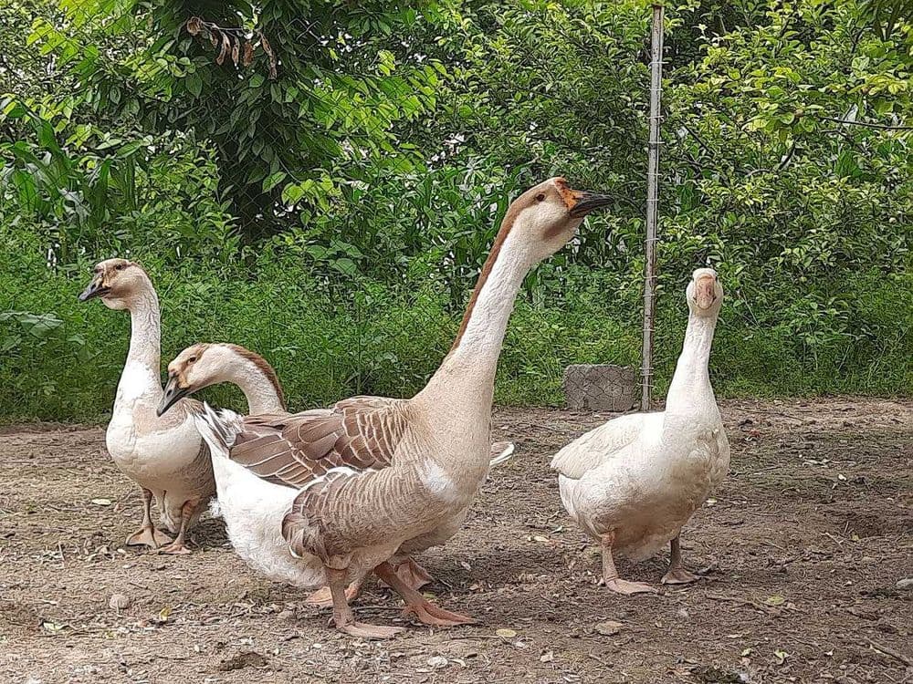 G`ozlar sotiladi 4 dona — 2