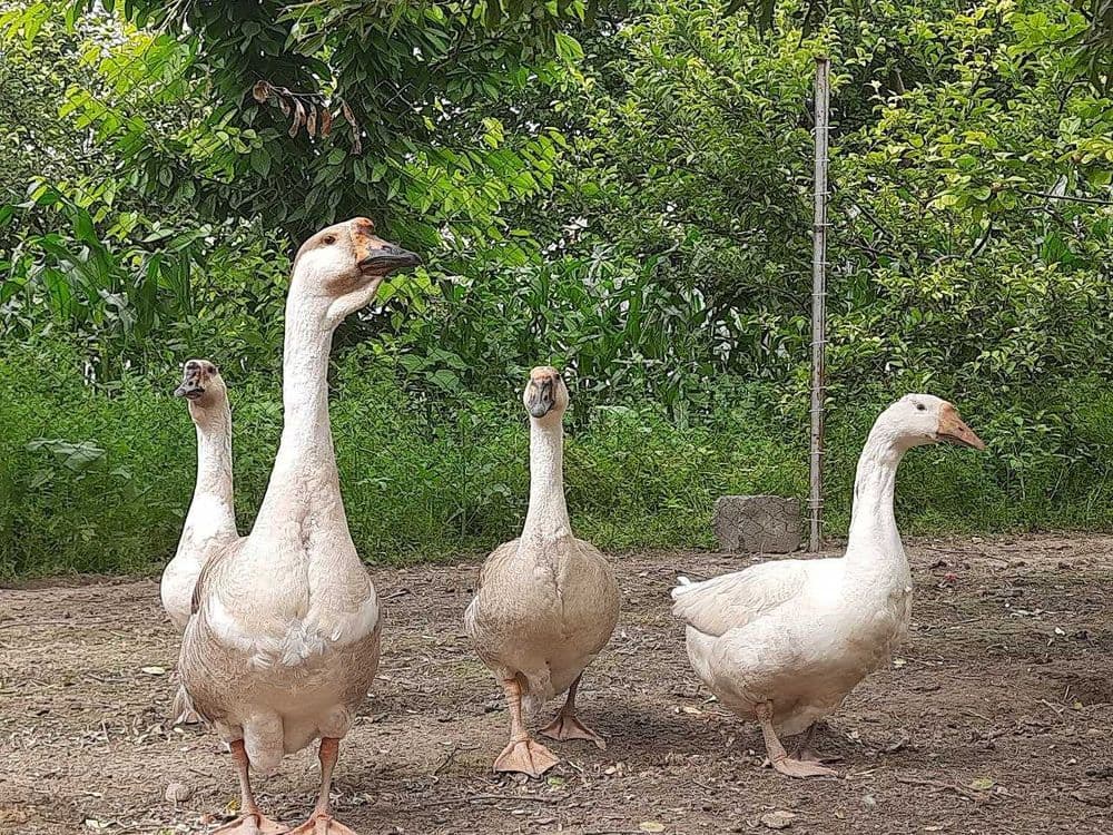 G`ozlar sotiladi 4 dona — 3