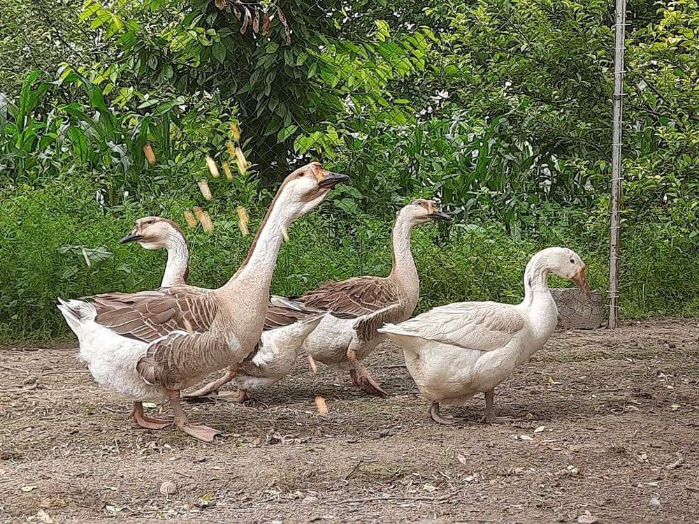 G`ozlar sotiladi 4 dona — 4