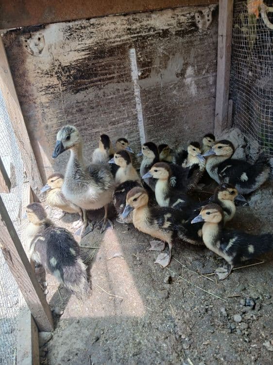 Indautka o'rdakchalar sotiladi donasi 40 ming 45 ming kotta kichigligi — 2
