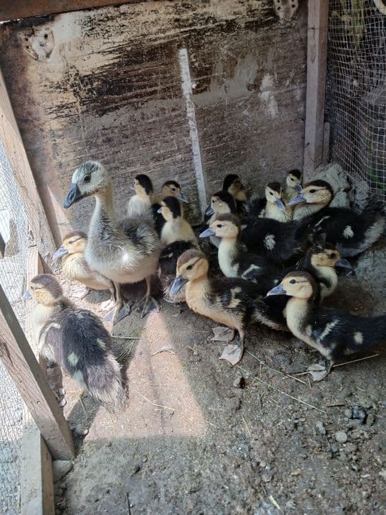 Indautka o'rdakchalar sotiladi donasi 40 ming 45 ming kotta kichigligi — 3