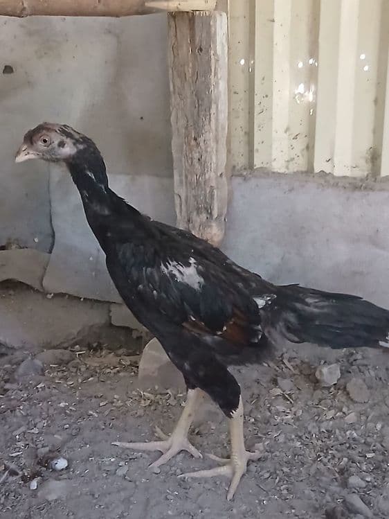Dakanchalar sotiladi — 3