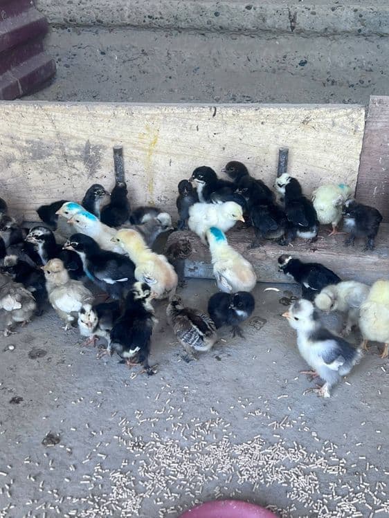 Корейский японка ва оддий японка жужалари — 2