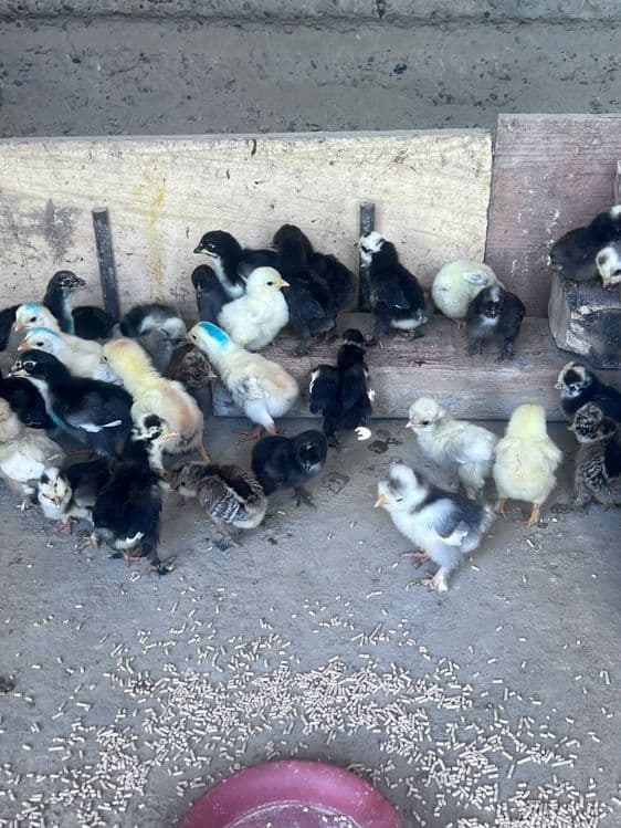 Корейский японка ва оддий японка жужалари — 3