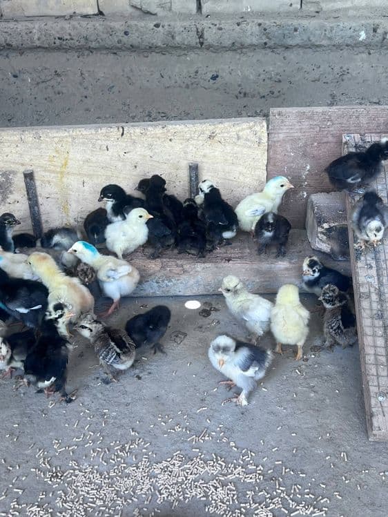 Корейский японка ва оддий японка жужалари — 5