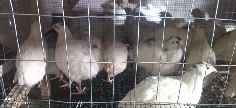 Продаются взрослые перепелки — 7